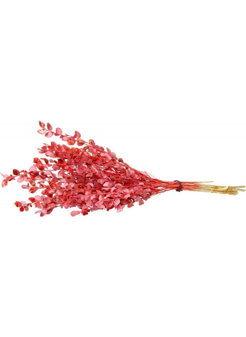 CICI Dried Flower Dried Pearl Salmon 