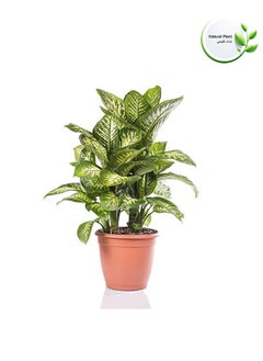 Indoor Natural Plants And Trees - pzsku/ZF0F84321D981B65DEE9EZ/45/_/1729606986/44c565cb-27e5-493f-8548-d45f7d4a0783