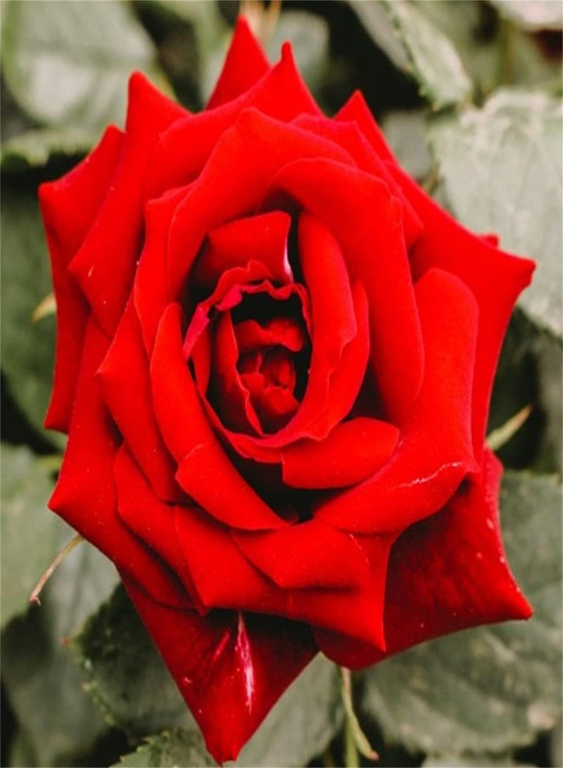 جي جوت بذور ورد مستوردة، بذور مجموعة عائلية، باقات زينة شهيرة، خبيرة صغيرة في النظافة - ١٠٠ قطعة - Image 1