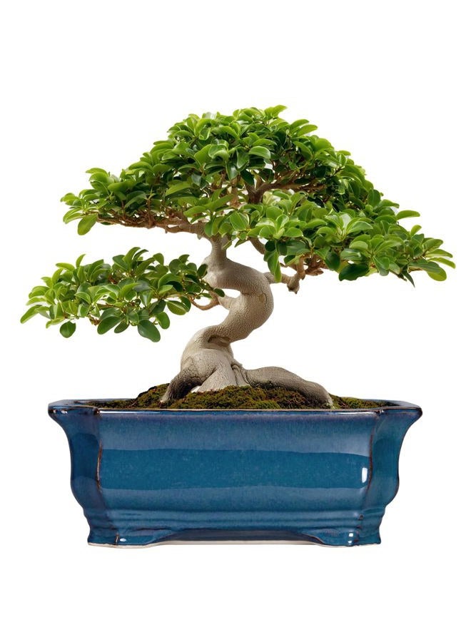 Teagas Bonsai Tree Pot - 13.7 Inch Large Ceramic Succulent Planter for Indoor Outdoor, Rectangle Plant Pot with Drainage Hole, Decorative Flower Pots, Home Decor, Gifts for Plant Lovers, Retro Blue - Image 1