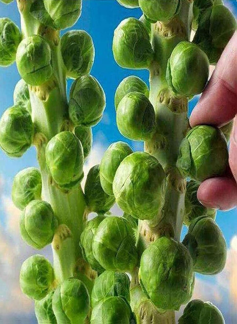 GGOOT 400Pcs Brussels Sprouts Seeds Mini Nutritious Delicious Brussels Sprouts Potted Vegetable Brassica Seeds for Outdoor Plant - Image 3