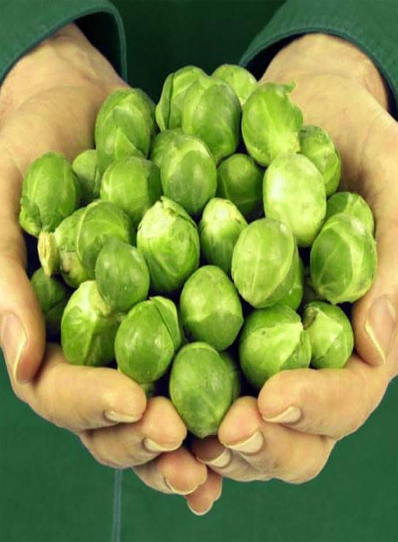 GGOOT 400Pcs Brussels Sprouts Seeds Mini Nutritious Delicious Brussels Sprouts Potted Vegetable Brassica Seeds for Outdoor Plant - Image 4