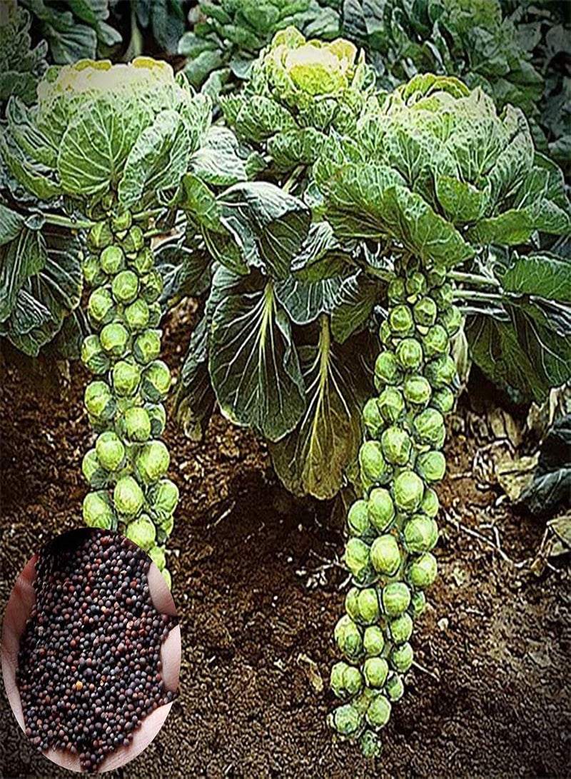 GGOOT 400Pcs Brussels Sprouts Seeds Mini Nutritious Delicious Brussels Sprouts Potted Vegetable Brassica Seeds for Outdoor Plant - Image 1