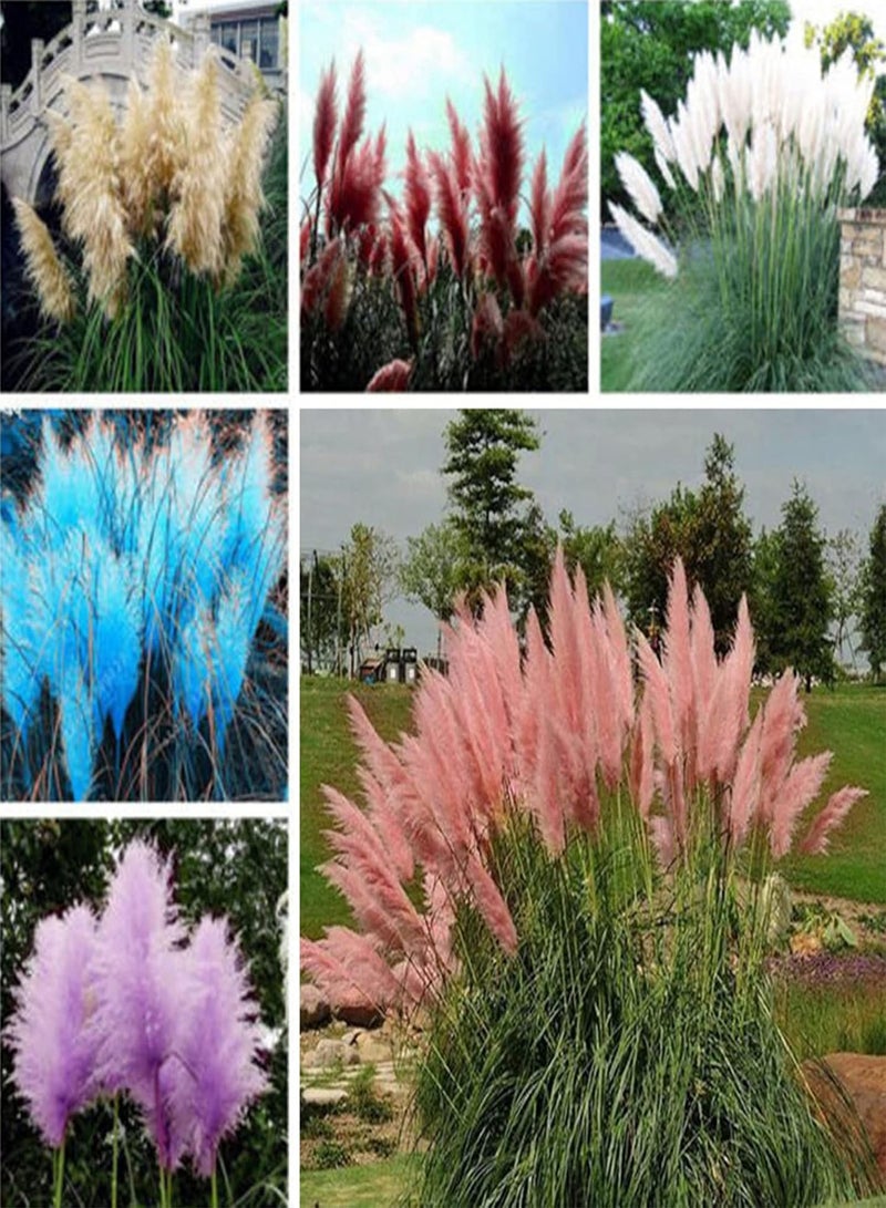 جي جوت 500 قطعة من بذور النباتات القوية والحيوية والإنتاجية الطازجة المتنوعة من بذور عشب البامباس الصغيرة للفناء الخلفي والحديقة المنزلية الخارجية باللون الأصفر - Image 2