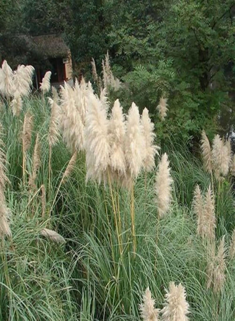جي جوت 500 قطعة من بذور النباتات القوية والحيوية والإنتاجية الطازجة المتنوعة من بذور عشب البامباس الصغيرة للفناء الخلفي والحديقة المنزلية الخارجية باللون الأصفر - Image 1