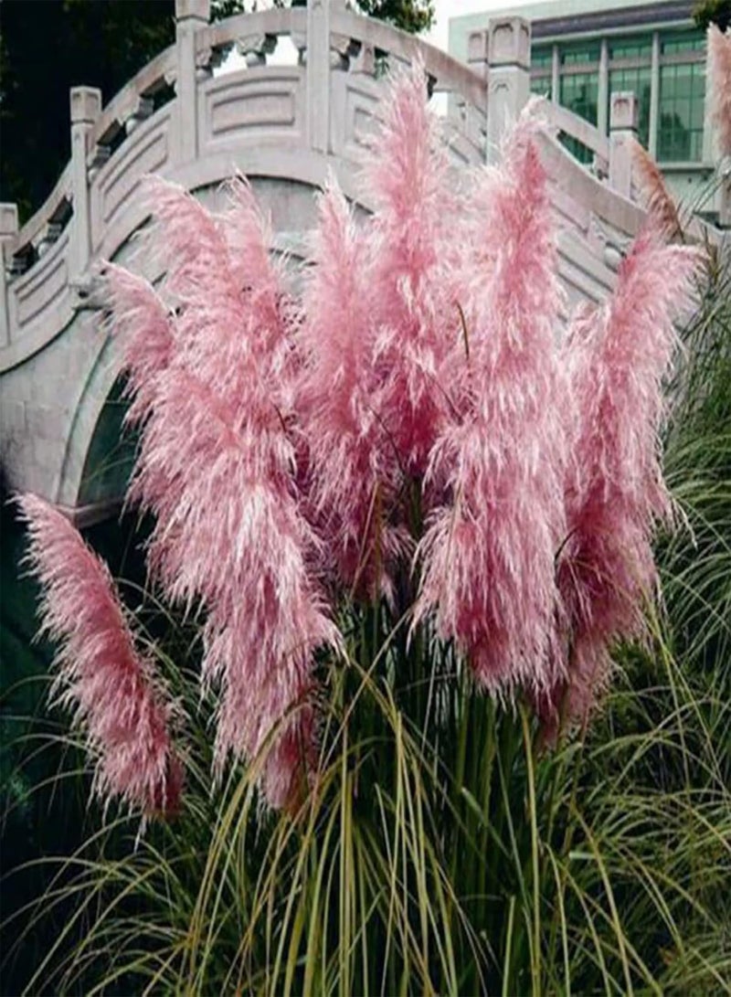 جي جوت 500 قطعة من بذور النباتات القوية والحيوية والإنتاجية الطازجة المتنوعة من بذور عشب البامباس الصغيرة للفناء الخلفي والحديقة المنزلية الخارجية باللون الأصفر - Image 5