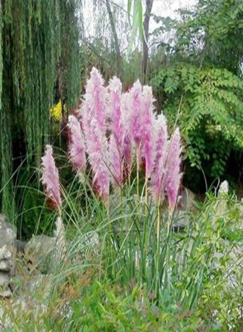 جي جوت 500 قطعة من بذور النباتات القوية والحيوية والإنتاجية الطازجة المتنوعة من بذور عشب البامباس الصغيرة للفناء الخلفي والحديقة المنزلية الخارجية باللون الأصفر - Image 4