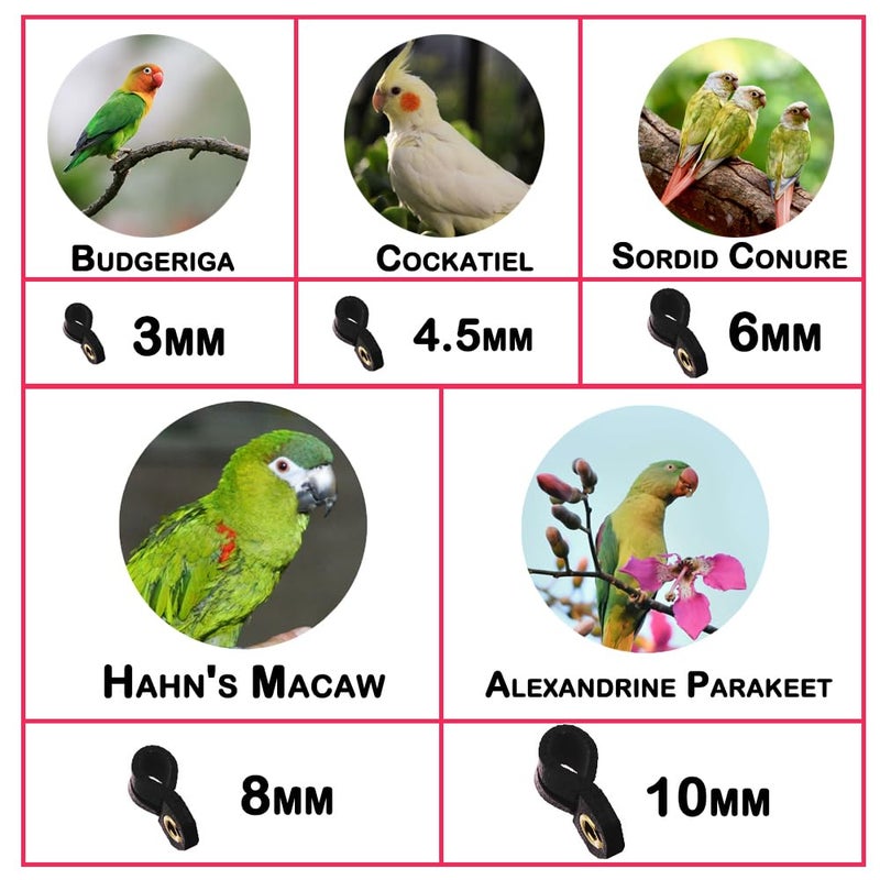 kcrygogo Parrot Bird Harness Leash Anti-bite Outdoor Flying Training Rope with 5pcs Different Sizes of Soft Foot Loops and Training Whistle(Upgraded Version of Ankle Ring) - Image 2