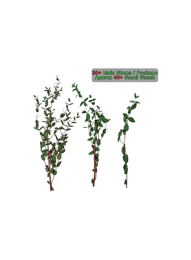 The Bros Large Dried Eucalyptus Stems - Real Preserved Fresh Eucalyptus Plant for Arrangement, Wedding, Home Décor,Shower, 30+ PCS 17'' 8oz(Natural Green) - Image 5