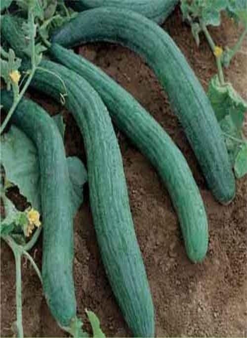 جي جوت 10 بذور خيار/بطيخ إيطالية طويلة، طرية وحلوة ولحم مقرمش للغاية - Image 2