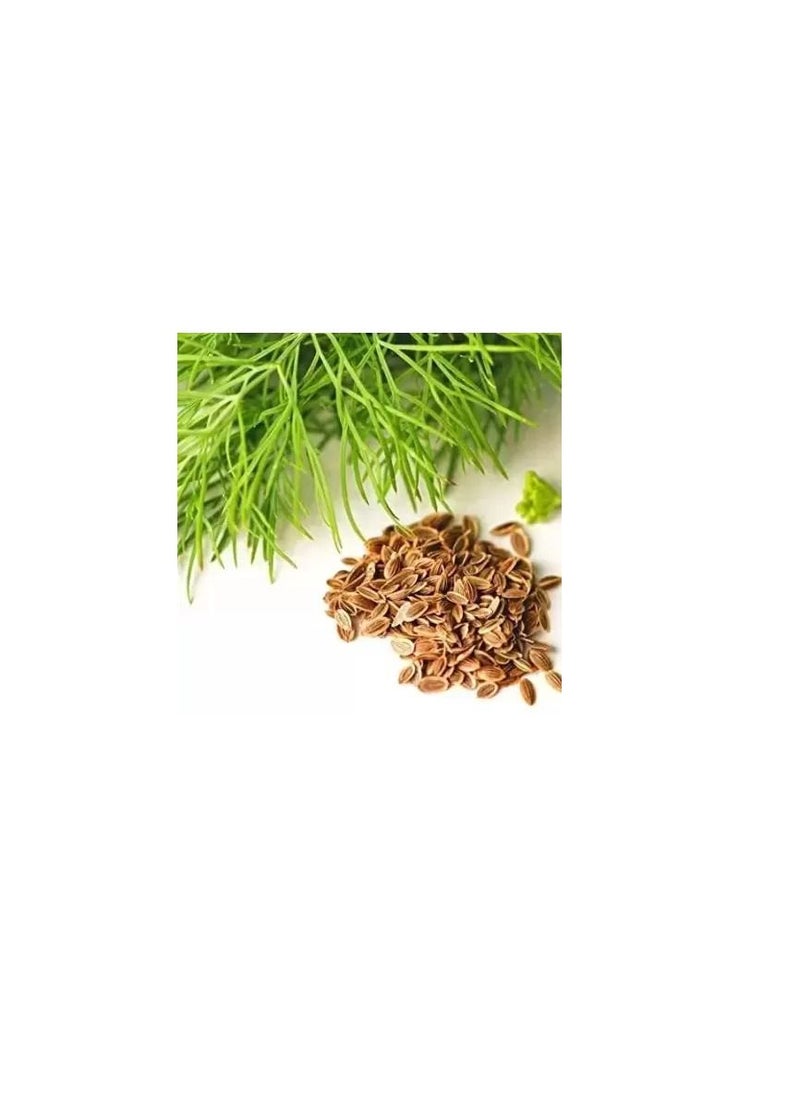 Generic Soya Seeds Dill Seeds  - Image 2
