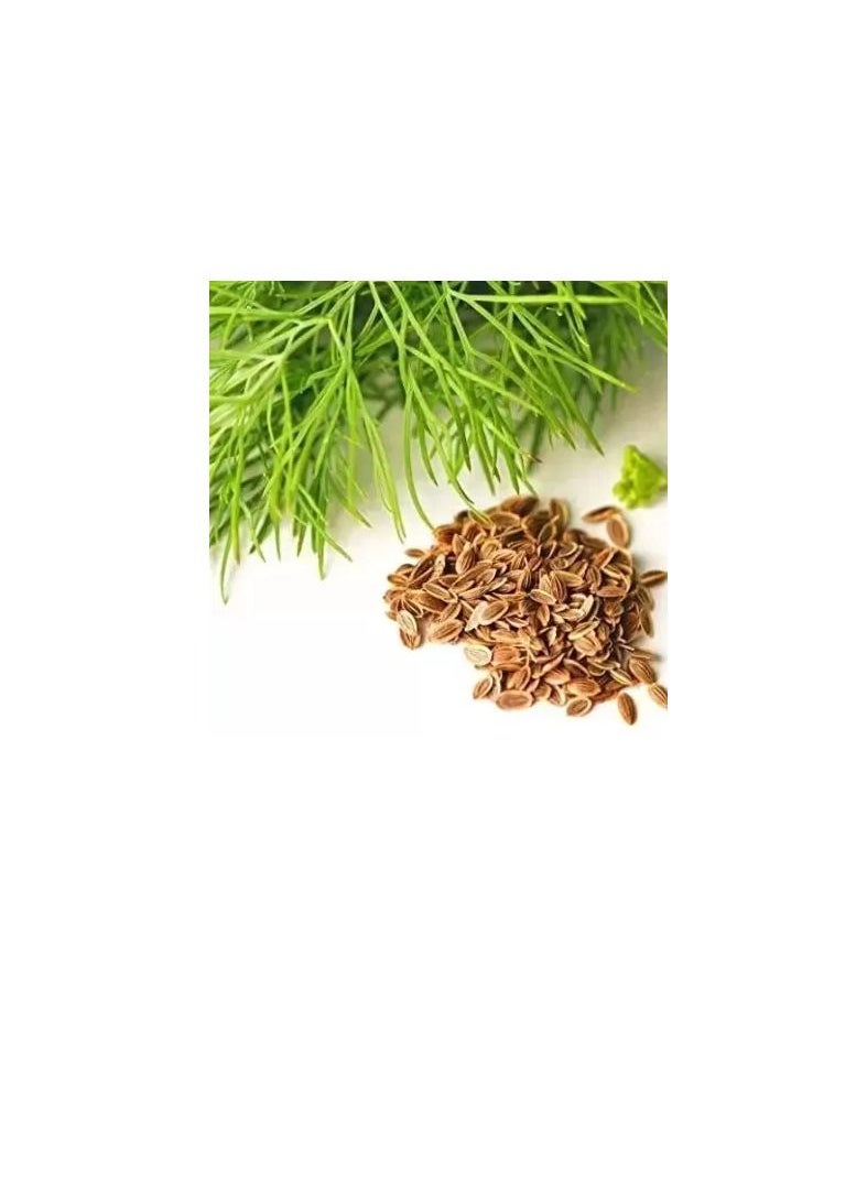 Generic Soya Seeds Dill Seeds  - Image 3