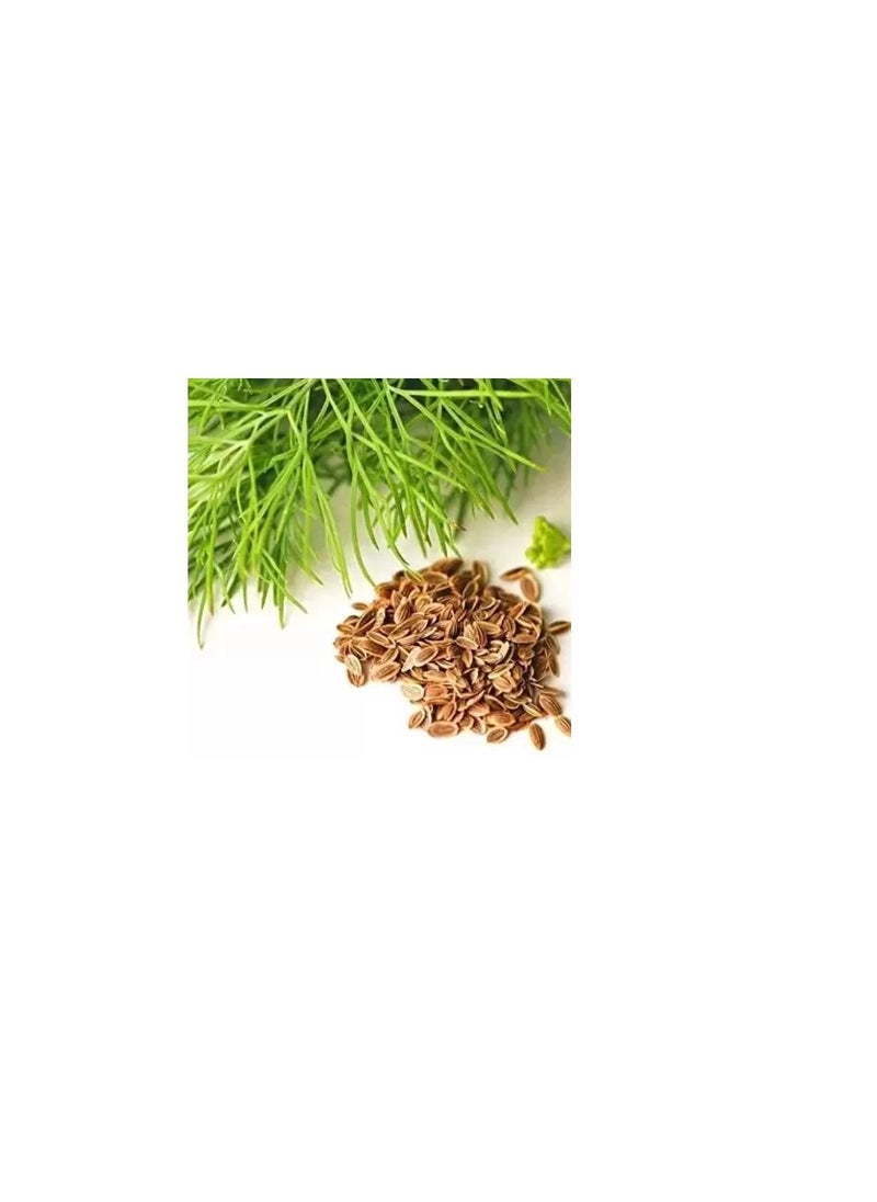 Generic Soya Seeds Dill Seeds  - Image 1