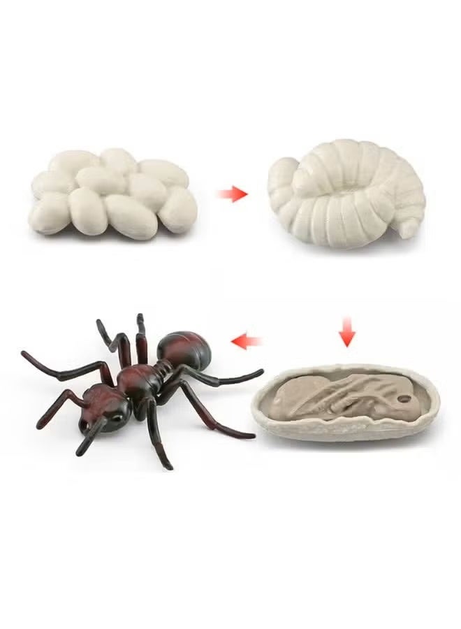 tfk 4-Piece Ant Growth Cycle Model Figure, Realistic Animal Figurines, Animal Growth Cycle Biological Model, Lifelike Ant Life Cycle Model Set for Kids Education, Learning Gifts, Party Favors - Image 1