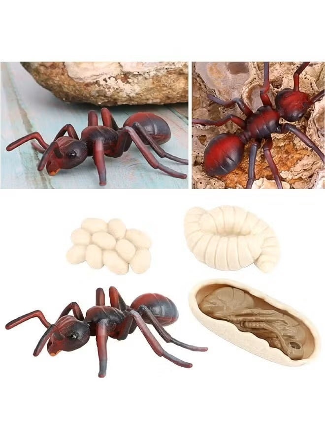 tfk 4-Piece Ant Growth Cycle Model Figure, Realistic Animal Figurines, Animal Growth Cycle Biological Model, Lifelike Ant Life Cycle Model Set for Kids Education, Learning Gifts, Party Favors - Image 4