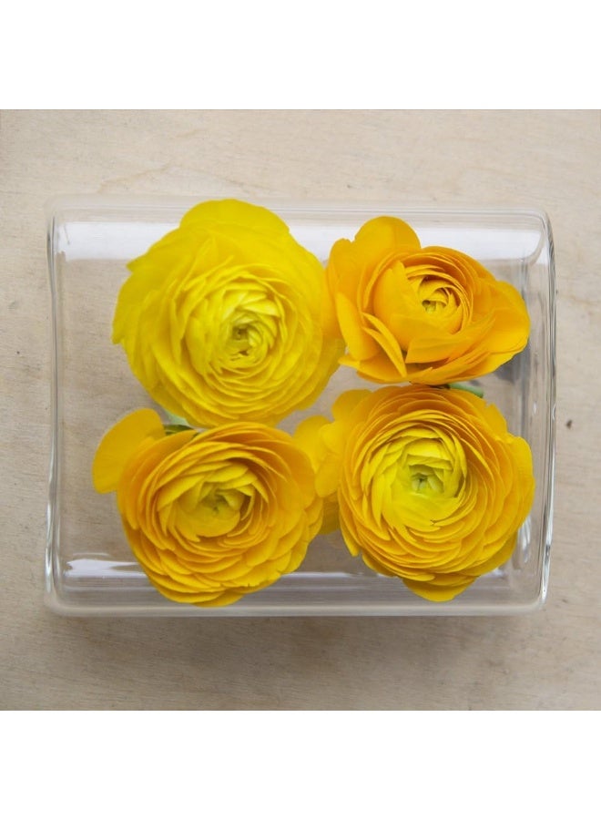 Chive Hudson 2 Flute Flower Vase  Beautiful Small 4Hole MultiChambered Clear Glass Bud Vase  Perfect Flower Vases for Centerpieces Wedding Decorations and Living Room Decor - Image 5