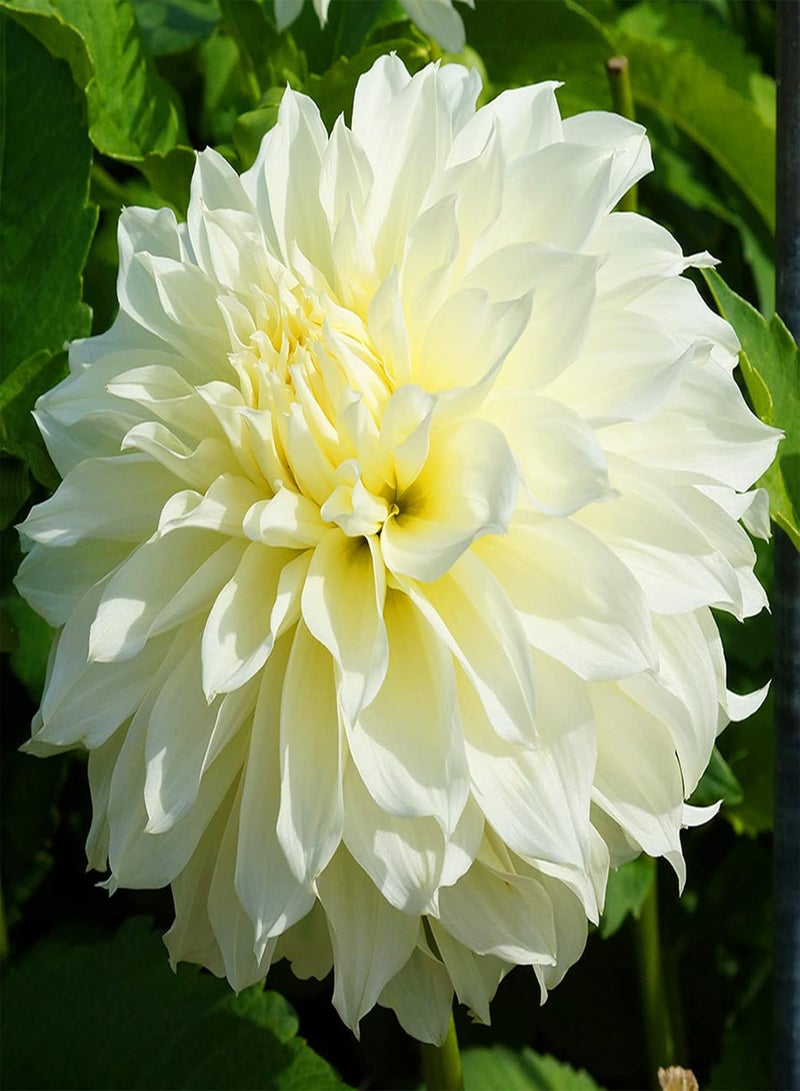 GGOOT Long Flowering Period/Dahlia Seeds/Perennial Plants/Can be Planted All Year Round/Extraordinary flowers-65 PCS,b