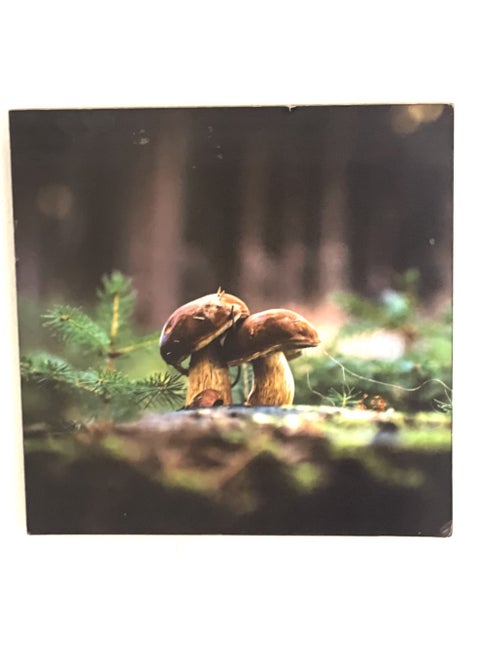 Mushroom Frame Canvas