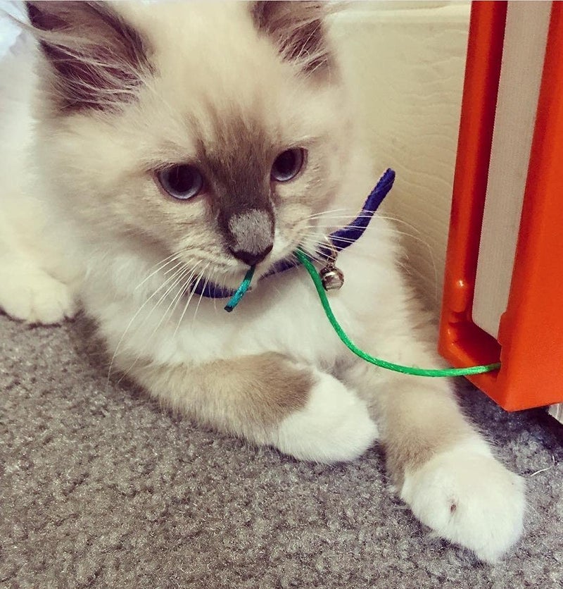 Moody Pet لعبة القطط موودي بي إي تي فلينغ-أاما-سترينغ - Image 4