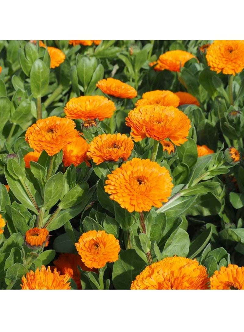 ڤسيل24 عبوة من 3 بذور زهرة آذريون أوفيسيناليس ممتازة - مثالية لعشاق الحديقة - Image 1