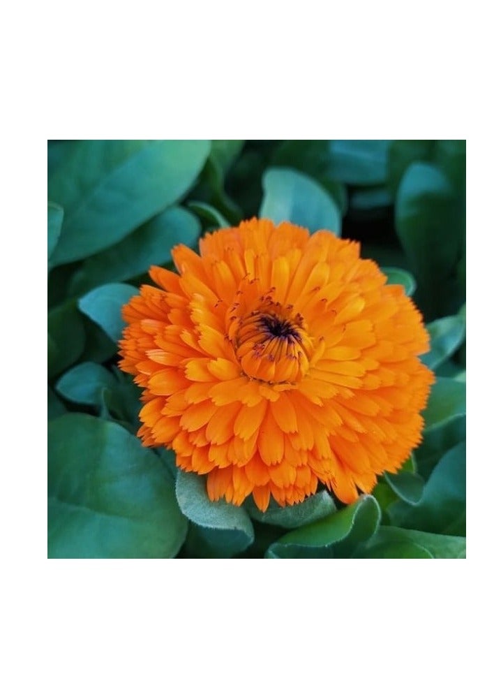 ڤسيل24 عبوة من 3 بذور زهرة آذريون أوفيسيناليس ممتازة - مثالية لعشاق الحديقة - Image 2