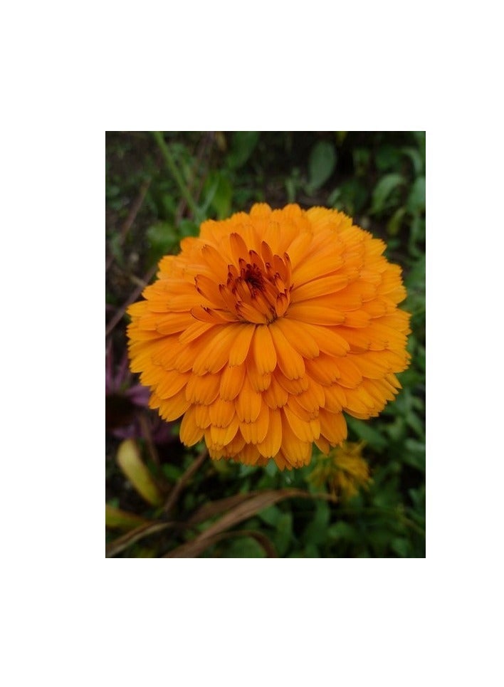 ڤسيل24 عبوة من 3 بذور زهرة آذريون أوفيسيناليس ممتازة - مثالية لعشاق الحديقة - Image 3