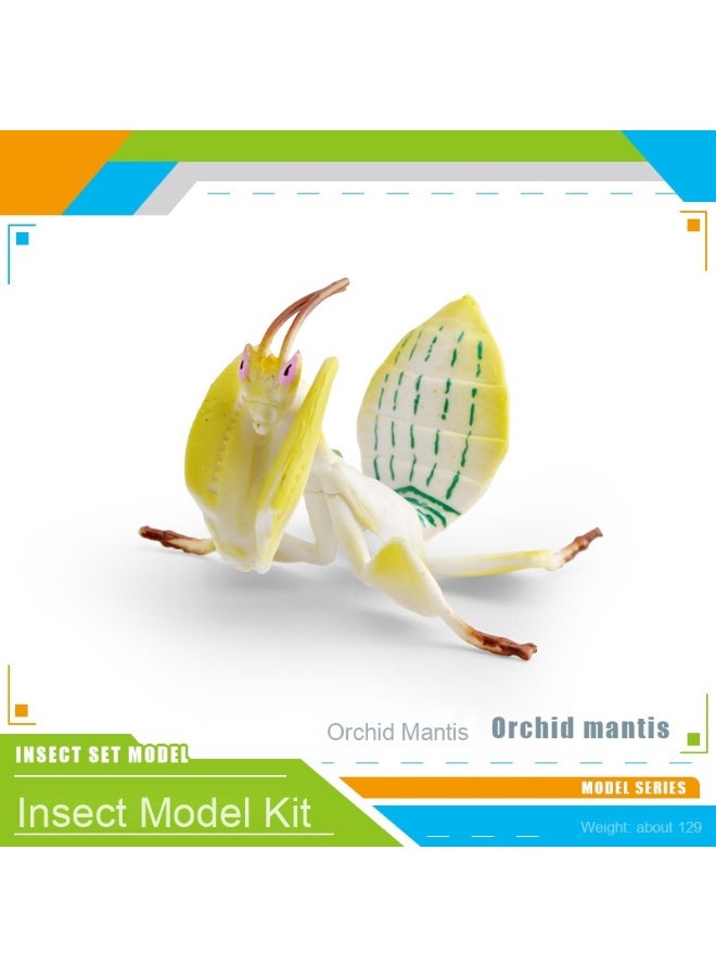 NIBEMINENT Realistic Insect Animal Model - Stagmomantis Decor Accent