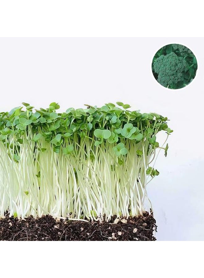 Broccoli Green Sprouting Calabrese  Microgreen Seeds