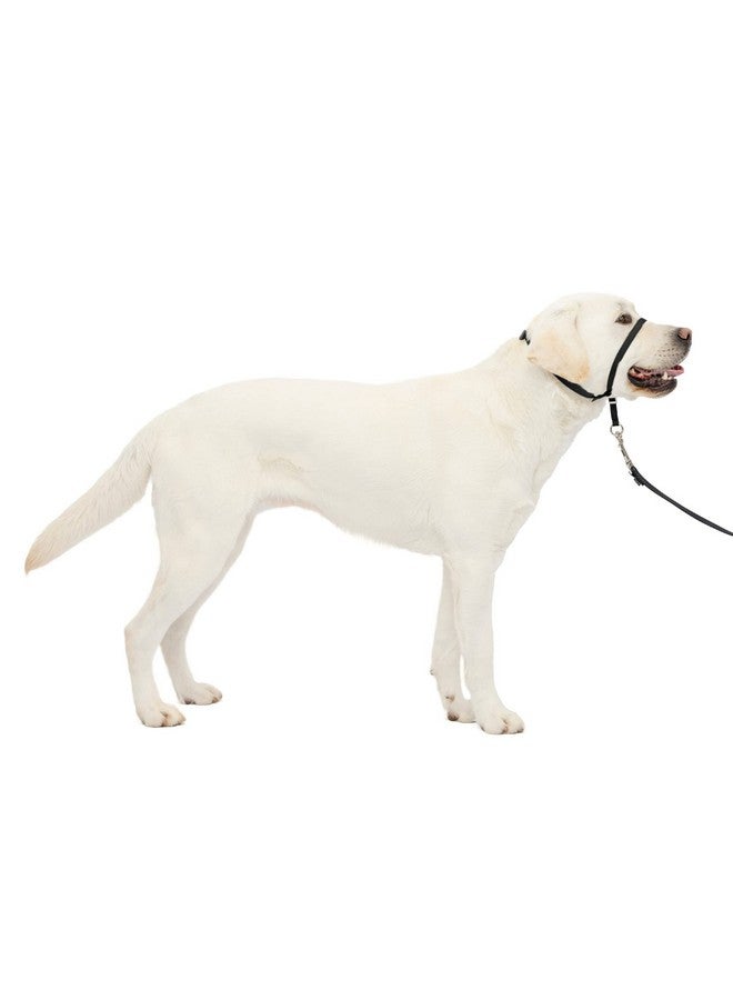 بيت سيف طوق رأس الكلب اللطيف من PetSafe، حل مثالي للسحب، حلقة أنف مبطنة، حزام رقبة سريع الإغلاق، رسن للكلاب، مقاس كبير - أسود - Image 1