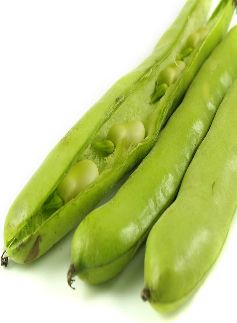 جي جوت فول عريض، غرانو فيوليتو - 200 بذرة خضار - صنف مبكر النضج - Image 1