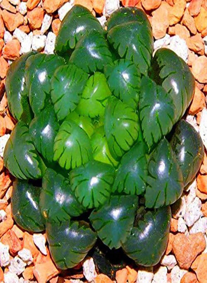 GGOOT 100Pcs/Pack Lotus Lithops Succulent Seeds Pseudotruncatella Garden Plants Flower Bonsai Seed  - Image 1