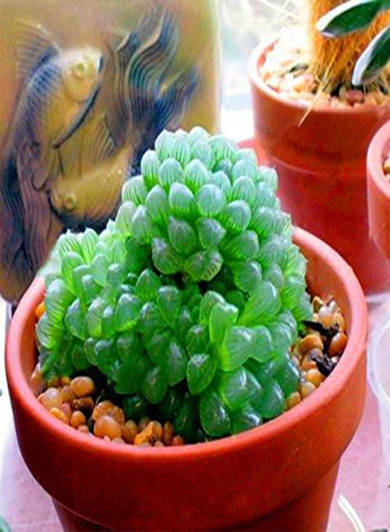GGOOT 100Pcs/Pack Lotus Lithops Succulent Seeds Pseudotruncatella Garden Plants Flower Bonsai Seed  - Image 5