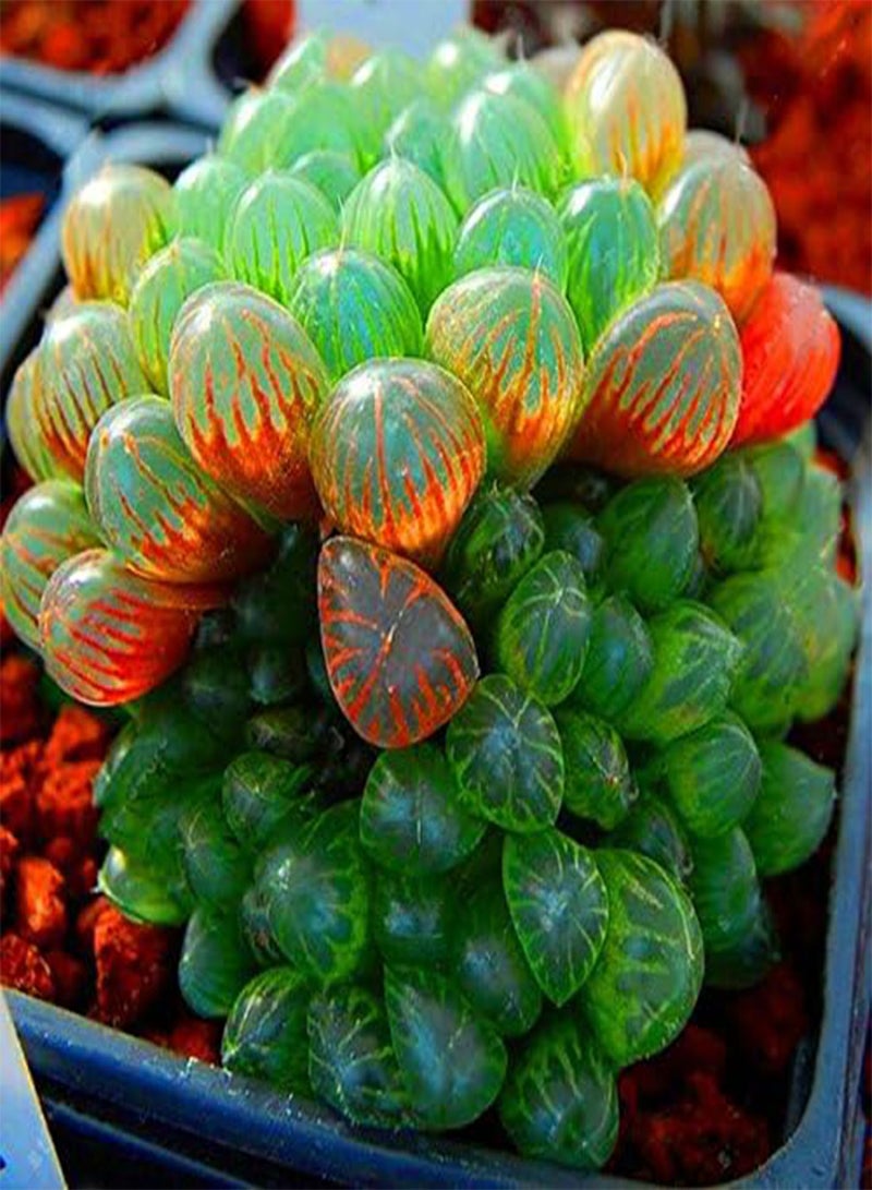 GGOOT 100Pcs/Pack Lotus Lithops Succulent Seeds Pseudotruncatella Garden Plants Flower Bonsai Seed  - Image 2