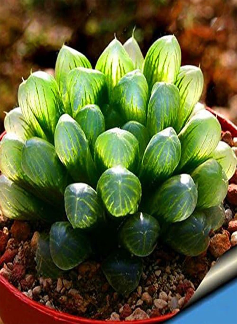 GGOOT 100Pcs/Pack Lotus Lithops Succulent Seeds Pseudotruncatella Garden Plants Flower Bonsai Seed  - Image 4