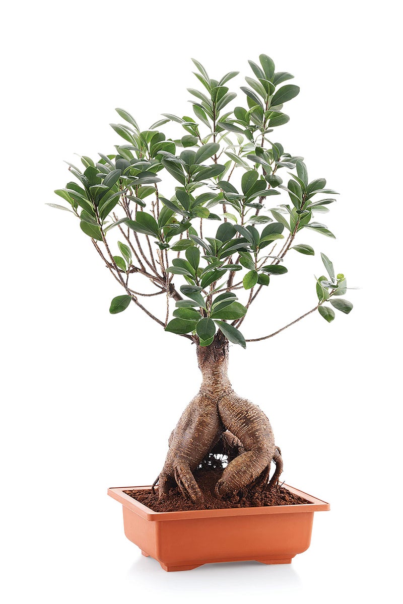 SHOPATHON INDIA Brown Rectangle Shallow Premium Plastic Bonsai Species Tree Plantation Pot for Dwarf Umbrella Ficus Adenium Jade Maple Snow Rose Plants, 2 Pieces - Image 2
