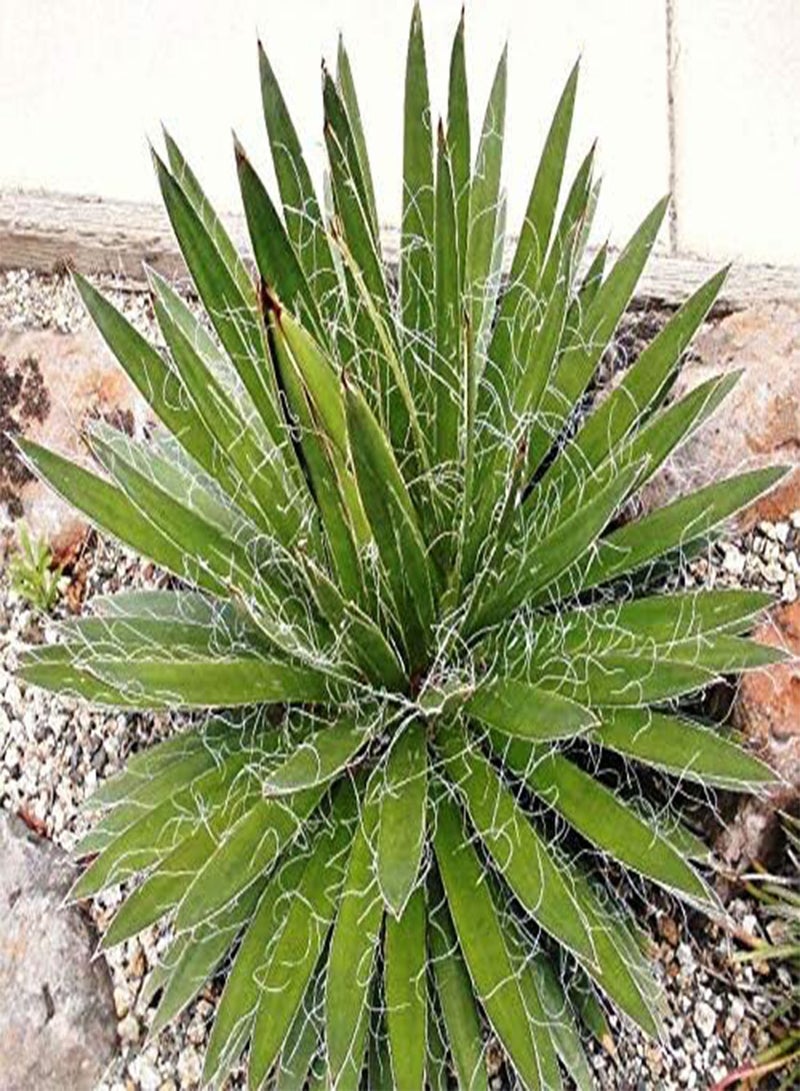 GGOOT Agave Filifera Schidigera, Thread-Leaf Succulent Aloe Plant Rare Seed 50 Seeds