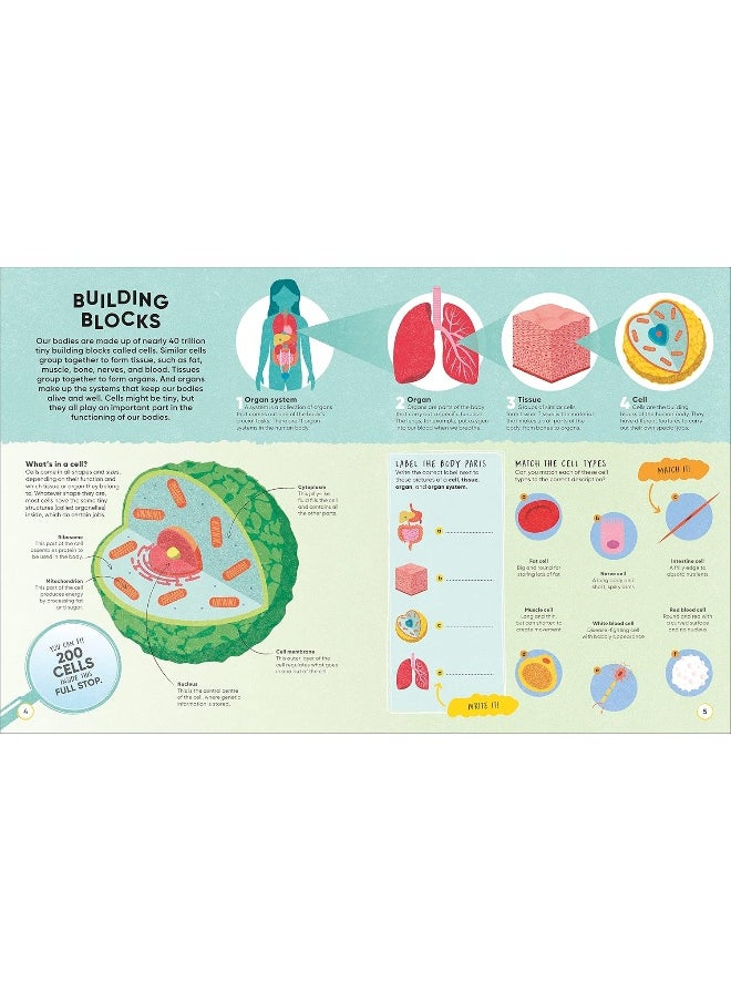 Active Learning! Human Body  - Image 4