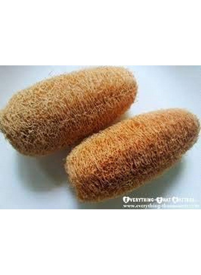 GNR Organic Natural Body Scrub Loofah for Bathing - 4 Pcs Pack - Image 3