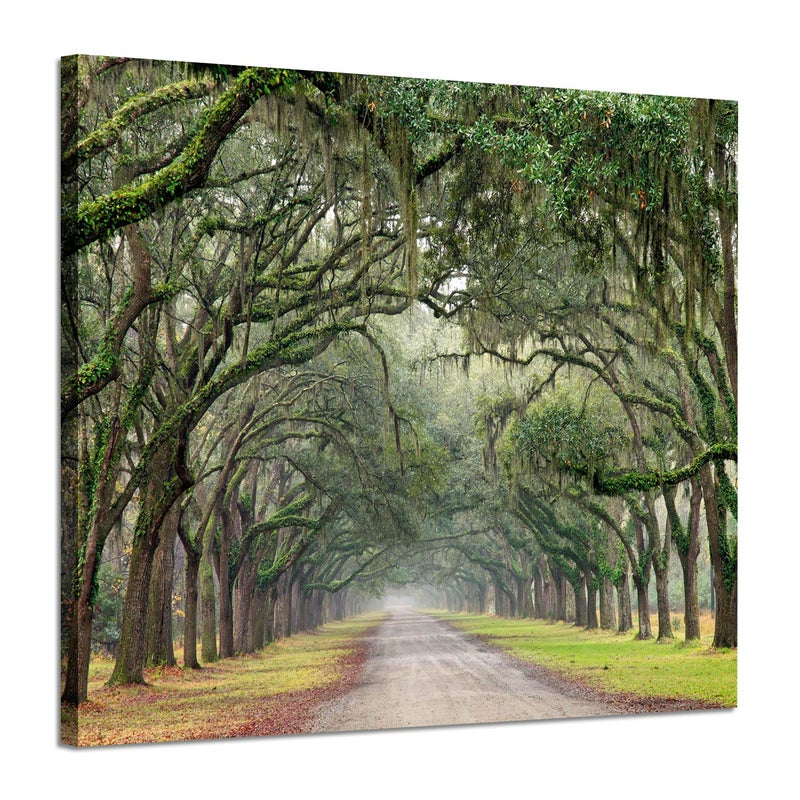 Hardy Gallery Landscape Artwork Pictures Canvas Prints: Spanish Moss Covered Green Oak Trees on Forest Path in Fall Photographic Image for Wall Arts (24" x 18") - Image 1