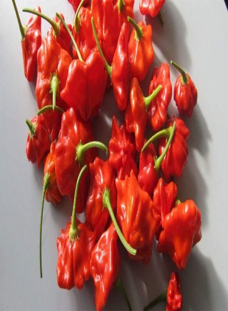 GGOOT 100 Capsicum Baccatum Vegetable Seeds - Image 3