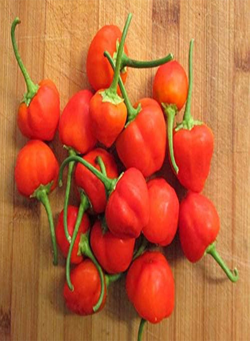 GGOOT 100 Capsicum Baccatum Vegetable Seeds - Image 1