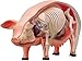 TEDCO 4D 26102 Vision Pig Anatomy Model One Color - Image 2