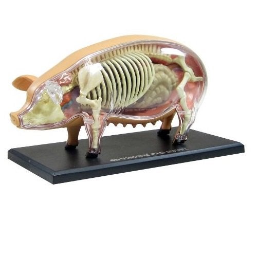 TEDCO 4D 26102 Vision Pig Anatomy Model One Color - Image 5