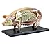 TEDCO 4D 26102 Vision Pig Anatomy Model One Color - Image 4