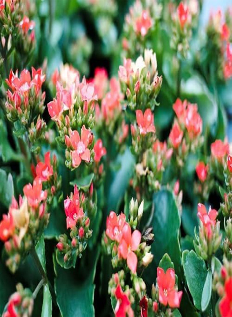 GGOOT 60pcs Fresh Kalanchoe Flower Seeds - Image 2