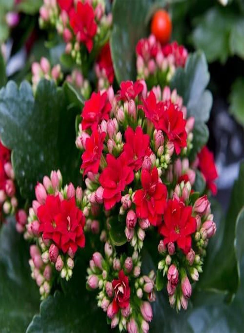 GGOOT 60pcs Fresh Kalanchoe Flower Seeds - Image 1