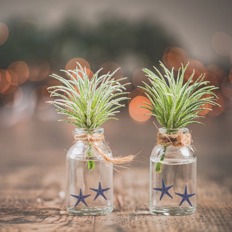 100pcs Desktop Aquarium Star Decors Wishing Bottle Sea Star Ornament - Image 5