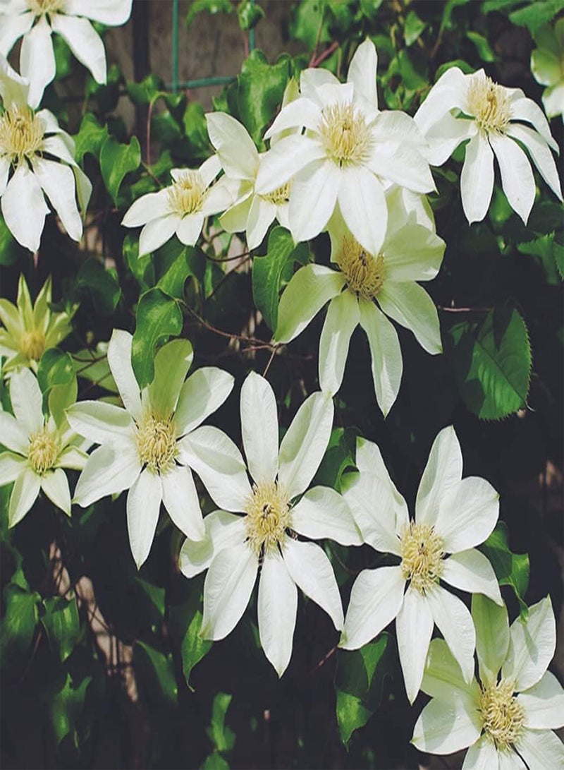 جي جوت 3 قطع من بذور نبات الكليماتيس النادرة ذات اللون الأبيض الساحر، مجموعة واسعة من الاستخدامات، الزراعة في الهواء الطلق مع العائلة، إضافة جو من البهجة - Image 3