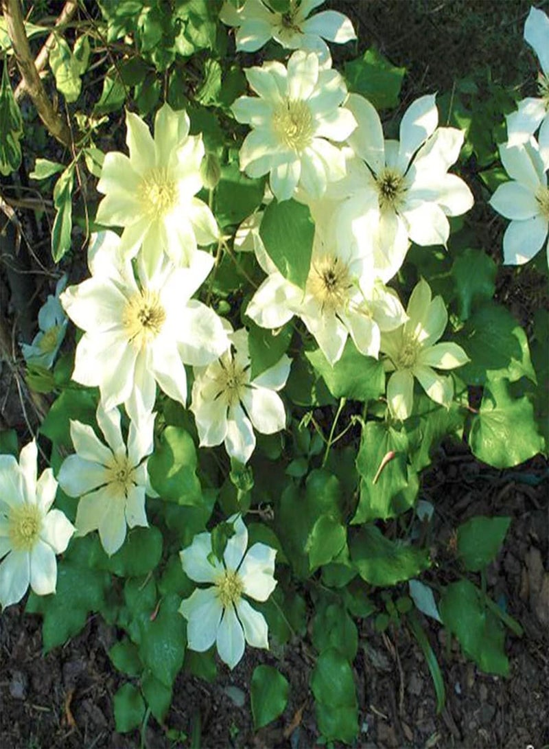 جي جوت 3 قطع من بذور نبات الكليماتيس النادرة ذات اللون الأبيض الساحر، مجموعة واسعة من الاستخدامات، الزراعة في الهواء الطلق مع العائلة، إضافة جو من البهجة - Image 2