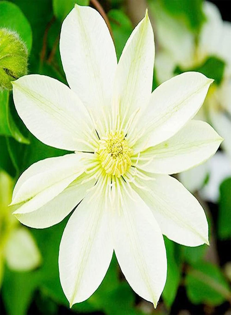 جي جوت 3 قطع من بذور نبات الكليماتيس النادرة ذات اللون الأبيض الساحر، مجموعة واسعة من الاستخدامات، الزراعة في الهواء الطلق مع العائلة، إضافة جو من البهجة - Image 1